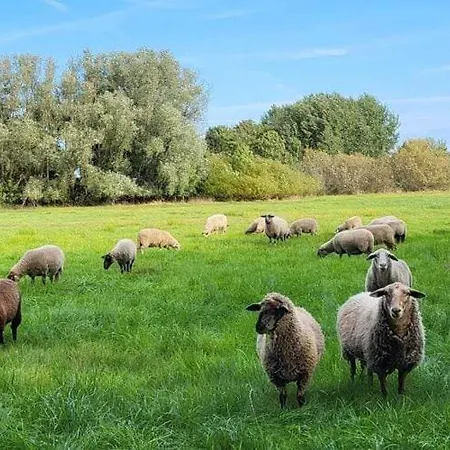 Modernes Mit Sauna In Wiek Am